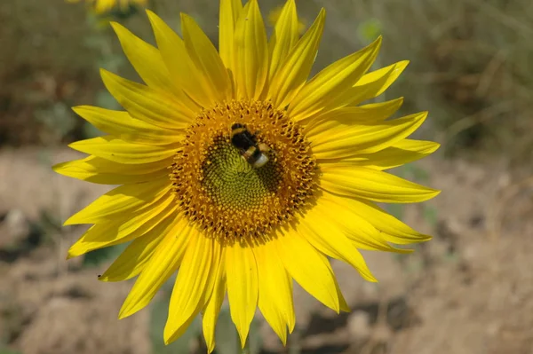 Bunga Matahari Kelopak Kuning Tanaman Lapangan — Stok Foto