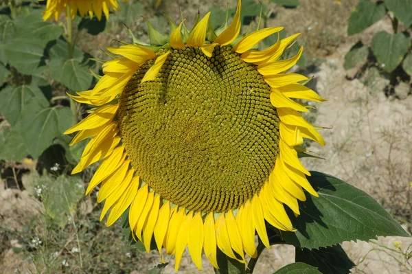 Girasoles Vista Cerca — Foto de Stock