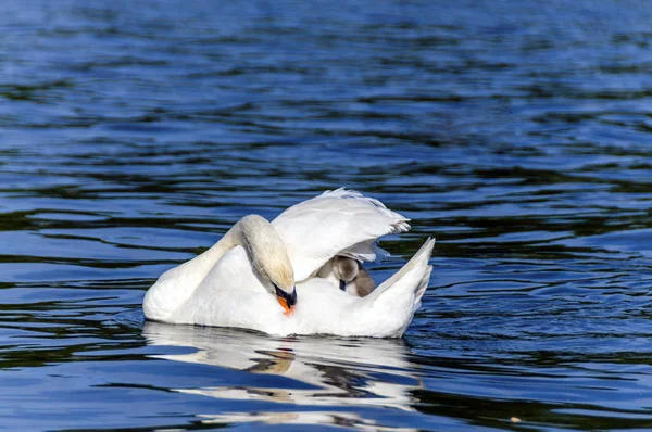 湖の白い白鳥 — ストック写真