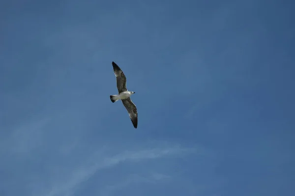 Gaivota Voando Céu — Fotografia de Stock