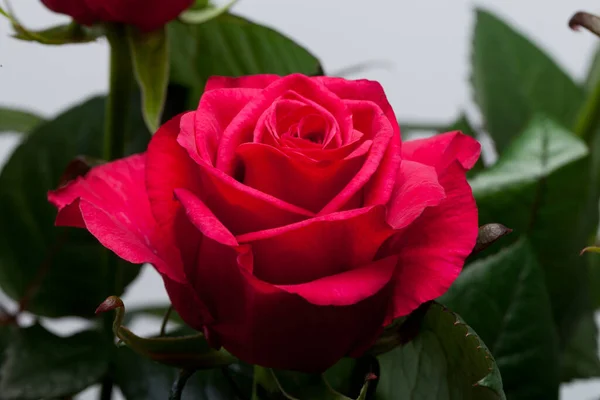 Красная Роза Крупный План — стоковое фото