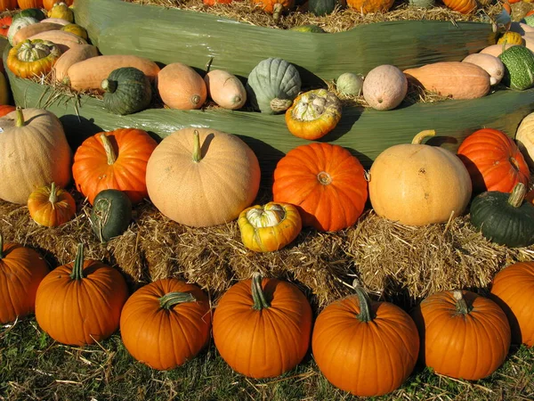 Pumpkins Straw — Stock Photo, Image