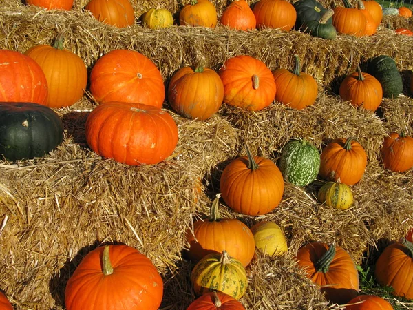 Pumpkins Straw — Stock Photo, Image