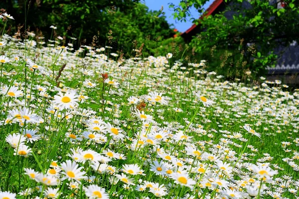 Margherite Depositato Fiori Flora Estiva — Foto Stock