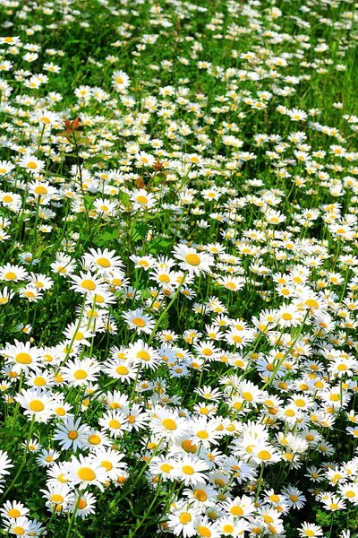 Stokrotki Złożone Kwiaty Letnia Flora — Zdjęcie stockowe
