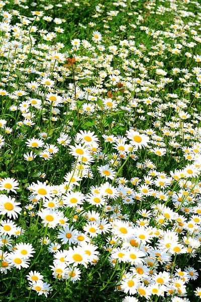 Daisies Filed Flowers Summer Flora — Stock Photo, Image