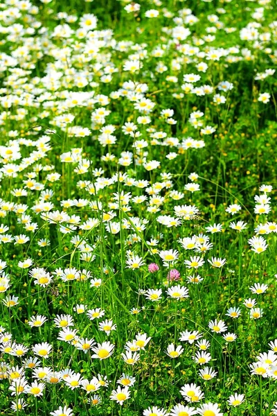 Stokrotki Złożone Kwiaty Letnia Flora — Zdjęcie stockowe