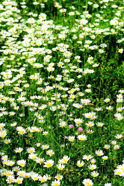 Stokrotki Złożone Kwiaty Letnia Flora — Zdjęcie stockowe