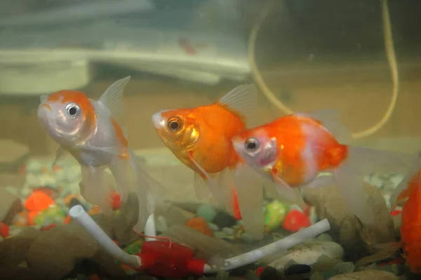 Червона Золота Рибка Плаває Під Водою — стокове фото