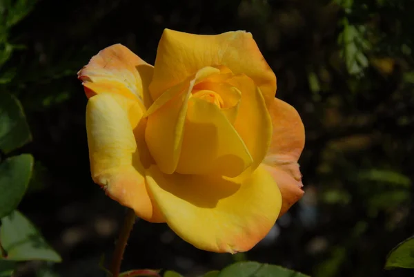 Rosenblütenblätter Flora Schönheit — Stockfoto