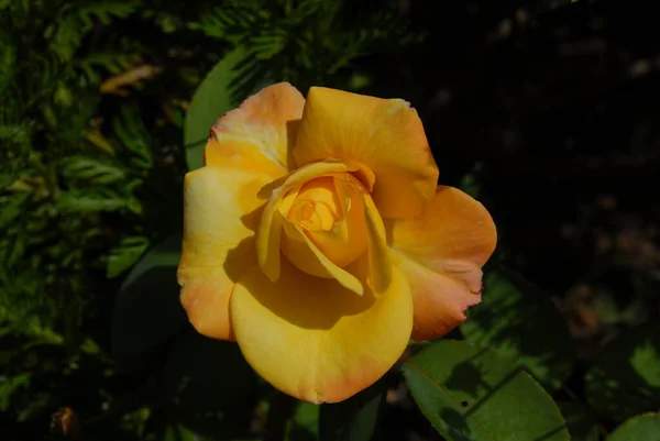 Pétales Fleurs Rose Beauté Flore — Photo