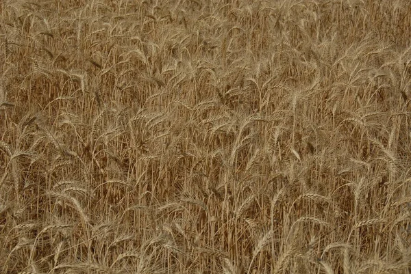 Getreide Auf Dem Feld — Stockfoto