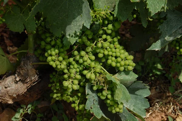 Grape Growing Vineyard — Stock Photo, Image