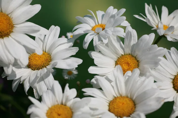 Vista Cênica Belas Flores Marguerite — Fotografia de Stock