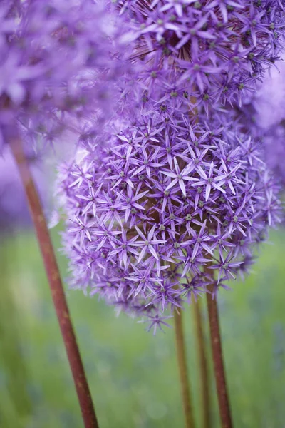 Närbild Blomma Trädgården — Stockfoto