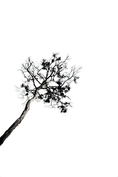 Riesige Bäume Ragen Vor Weißem Hintergrund Empor — Stockfoto