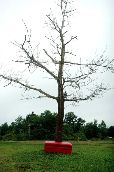 Árvore Morta Flora Natureza — Fotografia de Stock