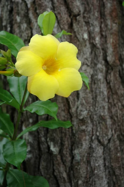 阿拉曼达或金喇叭 美丽的黄色花 金喇叭藤 — 图库照片