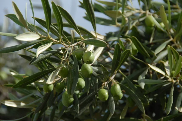 Olivenbaum Flora Der Natur — Stockfoto