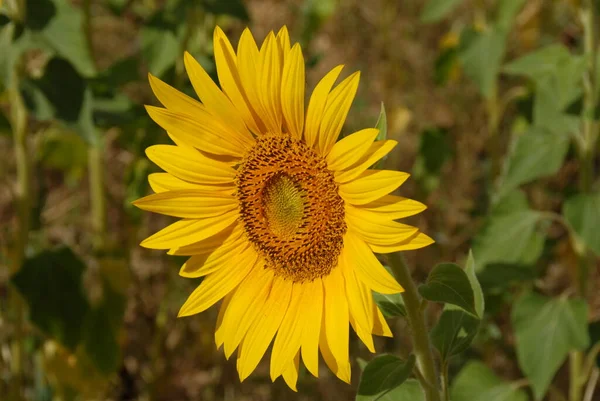 Tournesols Sur Terrain — Photo