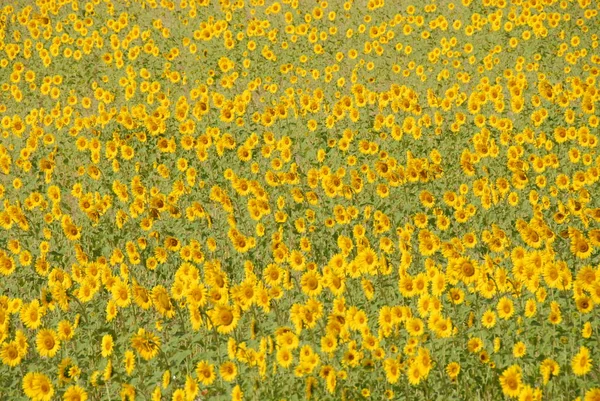 Sunflowers Field — Stock Photo, Image