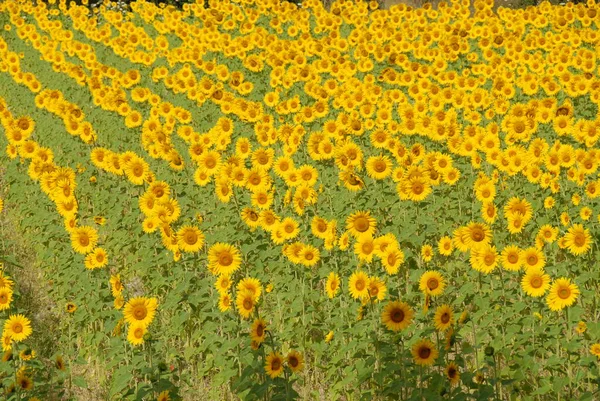 Sahada Ayçiçekleri — Stok fotoğraf