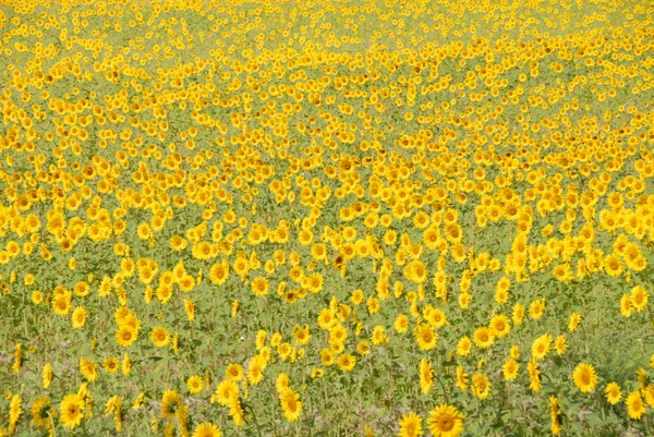 Tournesols Sur Terrain — Photo