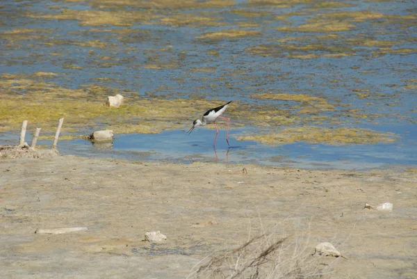 湖面上的雀鸟 — 图库照片