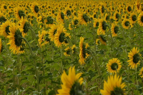 Tournesols Sur Terrain — Photo