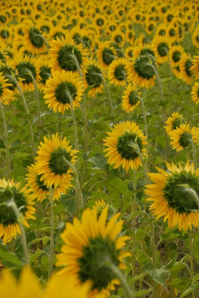 Tournesols Sur Terrain — Photo