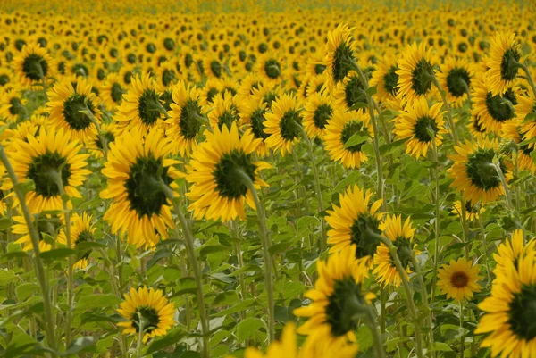 Tournesols Sur Terrain — Photo