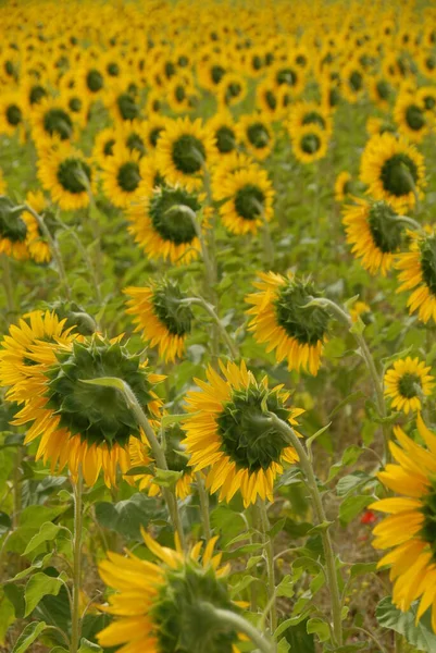 Tournesols Sur Terrain — Photo