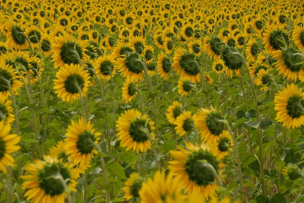 Tournesols Sur Terrain — Photo