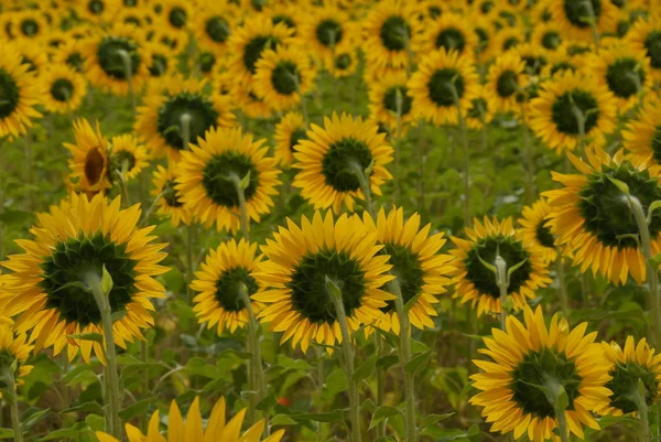 Tournesols Sur Terrain — Photo