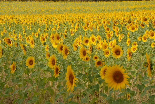 Girasoli Sul Campo — Foto Stock