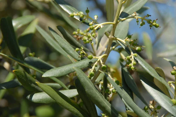 Olivenbaum Mit Oliven — Stockfoto