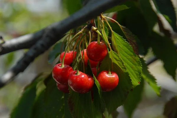 Chutné Červené Třešně Pozadí Zblízka — Stock fotografie
