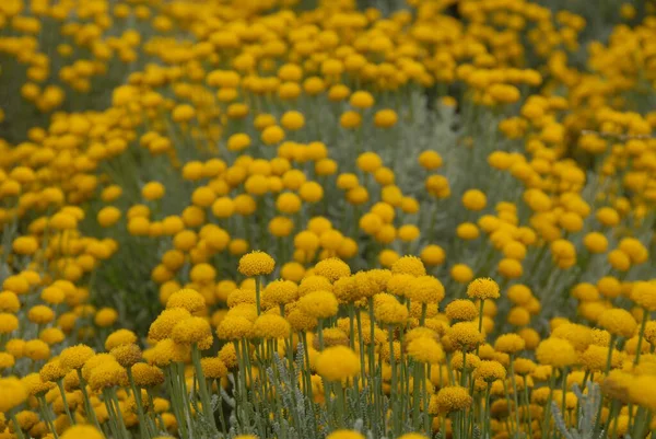Kamomill Blommor Kronblad Fält Flora — Stockfoto
