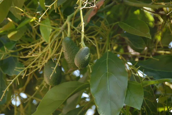 Avocado Albero Flora Fogliame — Foto Stock