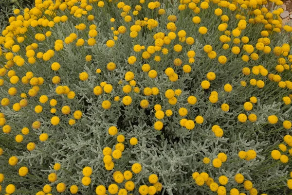 Fleurs Camomille Pétales Flore Des Champs — Photo