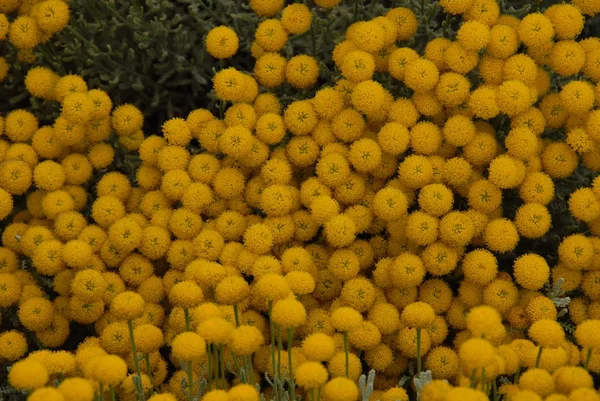 カモミールの花の花びらフィールド植物 — ストック写真