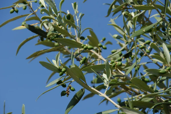 Olivovník Olivou — Stock fotografie