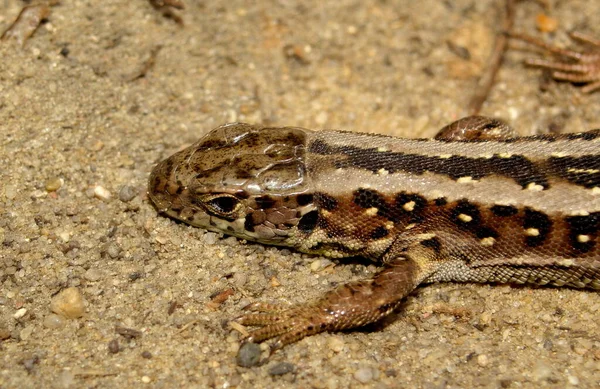 Viltlevande Ödla Reptil — Stockfoto