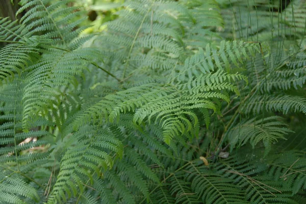 Farn Dans Forêt — Photo