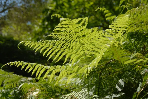 Fougère Dans Forêt — Photo