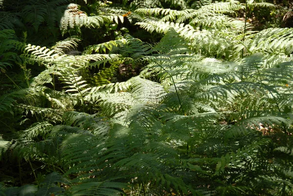 Paproć Lesie — Zdjęcie stockowe
