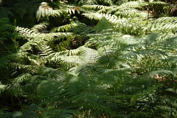 Helecho Bosque —  Fotos de Stock