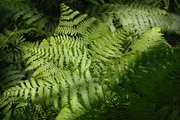 Farn Bosque — Foto de Stock