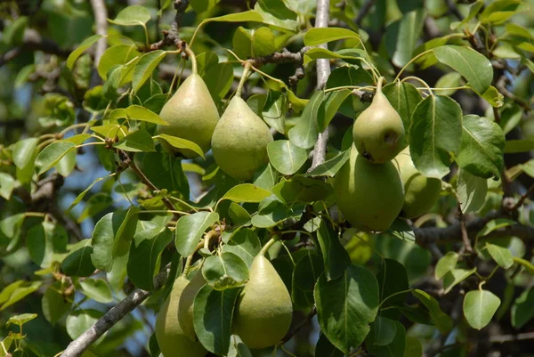 stock image pears on tree, flora and foliage