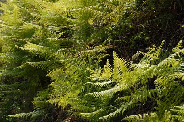 Fern Forest — Stock Photo, Image